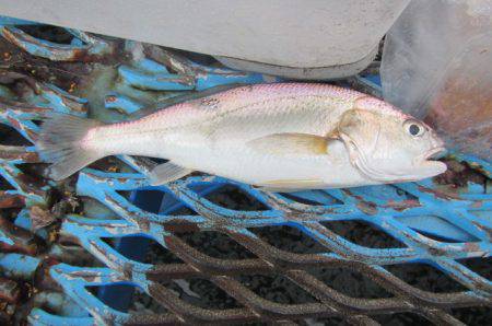 オリジナルメーカー海づり公園(市原市海づり施設) 釣果