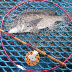 オリジナルメーカー海づり公園(市原市海づり施設) 釣果