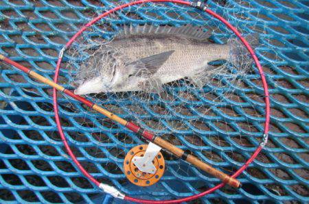 オリジナルメーカー海づり公園(市原市海づり施設) 釣果