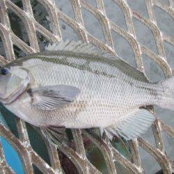 オリジナルメーカー海づり公園(市原市海づり施設) 釣果