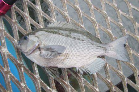 オリジナルメーカー海づり公園(市原市海づり施設) 釣果
