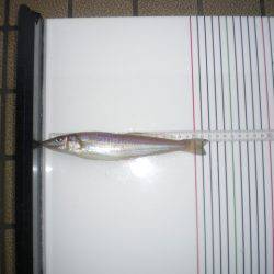 オリジナルメーカー海づり公園(市原市海づり施設) 釣果