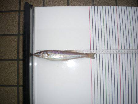 オリジナルメーカー海づり公園(市原市海づり施設) 釣果