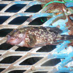 オリジナルメーカー海づり公園(市原市海づり施設) 釣果