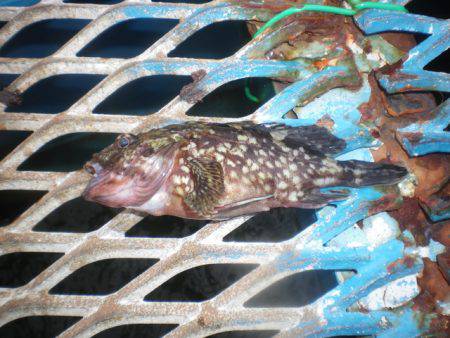 オリジナルメーカー海づり公園(市原市海づり施設) 釣果