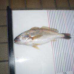 オリジナルメーカー海づり公園(市原市海づり施設) 釣果