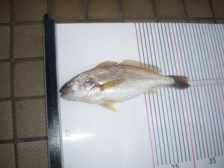 オリジナルメーカー海づり公園(市原市海づり施設) 釣果