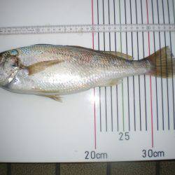 オリジナルメーカー海づり公園(市原市海づり施設) 釣果