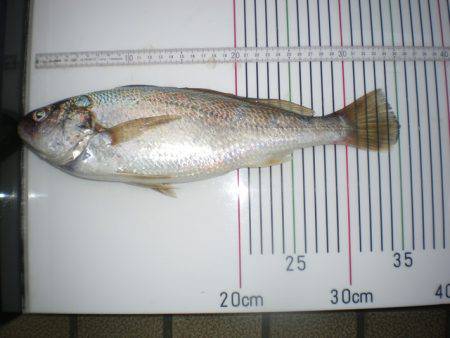 オリジナルメーカー海づり公園(市原市海づり施設) 釣果