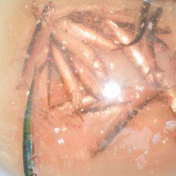 オリジナルメーカー海づり公園(市原市海づり施設) 釣果