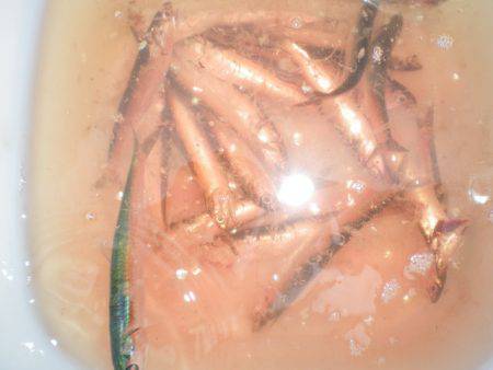 オリジナルメーカー海づり公園(市原市海づり施設) 釣果