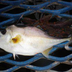 オリジナルメーカー海づり公園(市原市海づり施設) 釣果