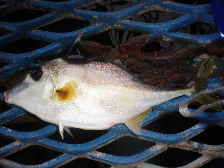 オリジナルメーカー海づり公園(市原市海づり施設) 釣果