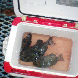 オリジナルメーカー海づり公園(市原市海づり施設) 釣果