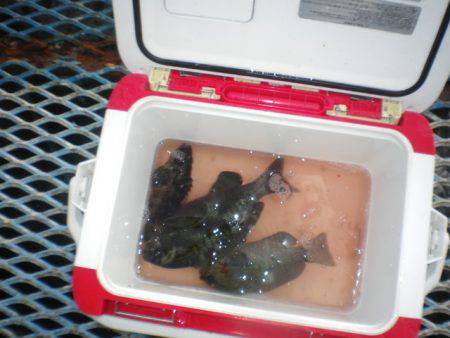 オリジナルメーカー海づり公園(市原市海づり施設) 釣果