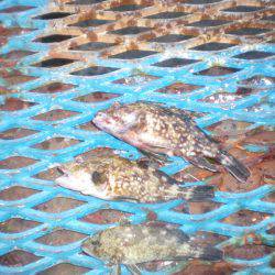 オリジナルメーカー海づり公園(市原市海づり施設) 釣果