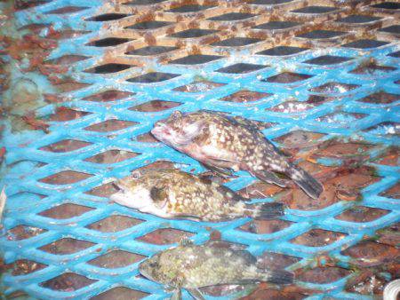 オリジナルメーカー海づり公園(市原市海づり施設) 釣果