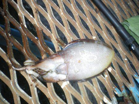 オリジナルメーカー海づり公園(市原市海づり施設) 釣果