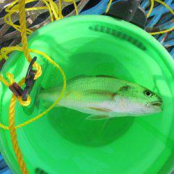 オリジナルメーカー海づり公園(市原市海づり施設) 釣果