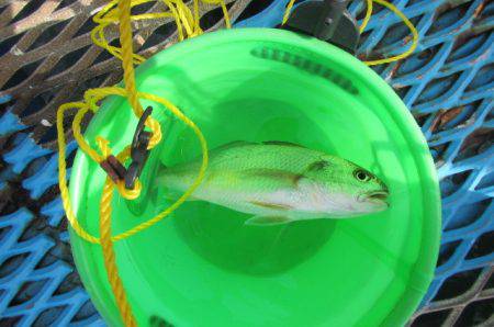 オリジナルメーカー海づり公園(市原市海づり施設) 釣果