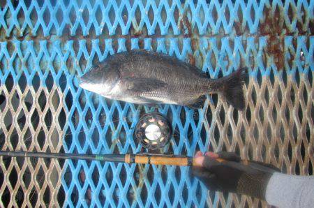 オリジナルメーカー海づり公園(市原市海づり施設) 釣果