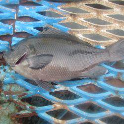 オリジナルメーカー海づり公園(市原市海づり施設) 釣果