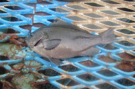 オリジナルメーカー海づり公園(市原市海づり施設) 釣果