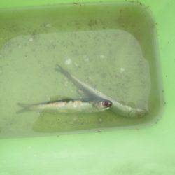 オリジナルメーカー海づり公園(市原市海づり施設) 釣果