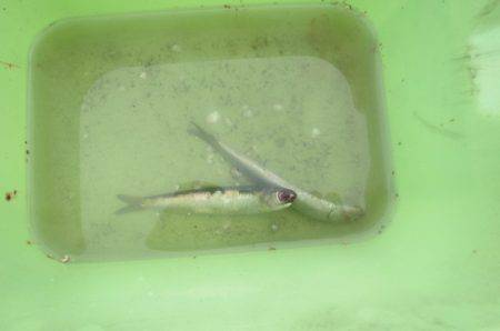 オリジナルメーカー海づり公園(市原市海づり施設) 釣果