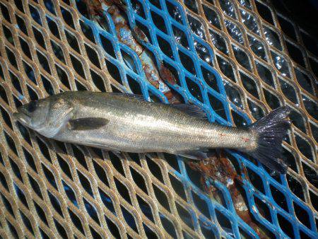 オリジナルメーカー海づり公園(市原市海づり施設) 釣果