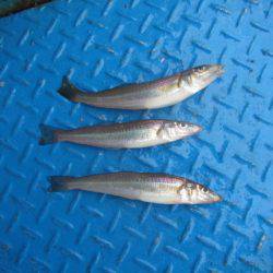 オリジナルメーカー海づり公園(市原市海づり施設) 釣果