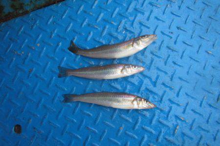 オリジナルメーカー海づり公園(市原市海づり施設) 釣果