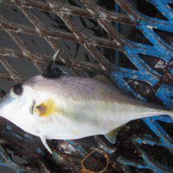 オリジナルメーカー海づり公園(市原市海づり施設) 釣果