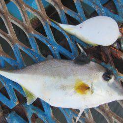 オリジナルメーカー海づり公園(市原市海づり施設) 釣果