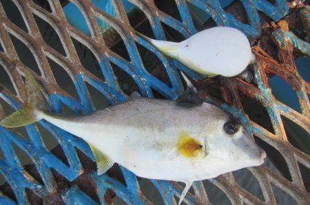 オリジナルメーカー海づり公園(市原市海づり施設) 釣果