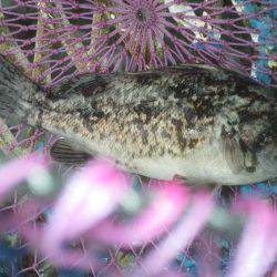 オリジナルメーカー海づり公園(市原市海づり施設) 釣果