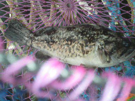 オリジナルメーカー海づり公園(市原市海づり施設) 釣果