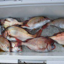 大進丸(新潟) 釣果