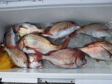 大進丸(新潟) 釣果