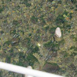 狩野川(狩野川漁業協同組合) 釣果