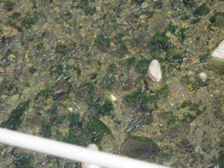 狩野川(狩野川漁業協同組合) 釣果