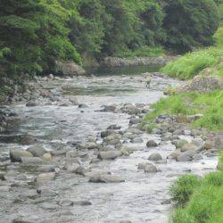 狩野川（狩野川漁業協同組合） 釣果