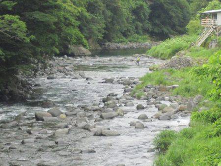 狩野川（狩野川漁業協同組合） 釣果