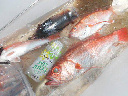 こうゆう丸 釣果