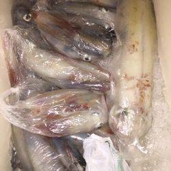 幸風（さちかぜ） 釣果