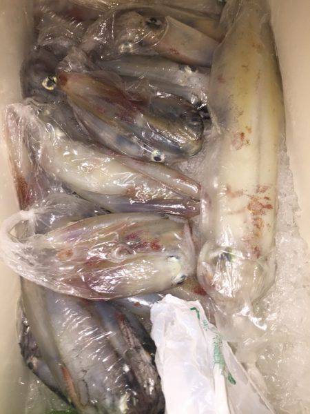 幸風（さちかぜ） 釣果