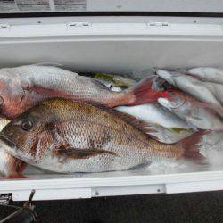 大進丸(新潟) 釣果