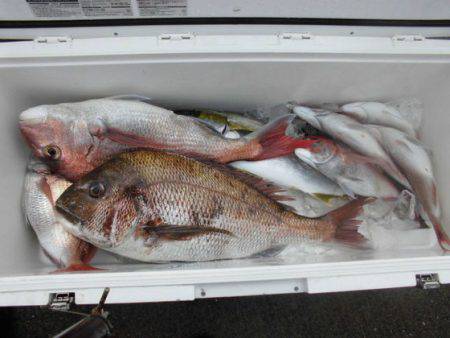 大進丸(新潟) 釣果