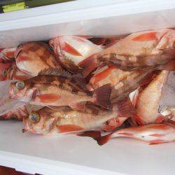 第二むつ漁丸 釣果