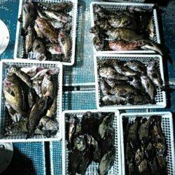 フィッシングガイド りょう 釣果